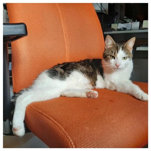 Wer kann Angaben zu Levi machen oder hat ihn gesehen? Foto: privat