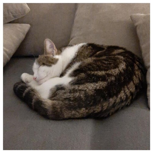 Wer kann Angaben zu Levi machen oder hat ihn gesehen? Foto: privat