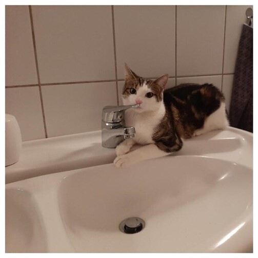 Wer kann Angaben zu Levi machen oder hat ihn gesehen? Foto: privat