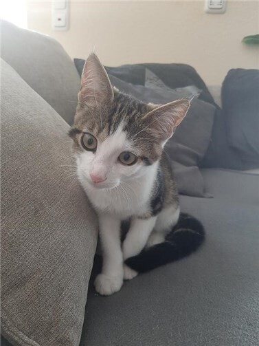 Wer kann Angaben zu Levi machen oder hat ihn gesehen? Foto: privat