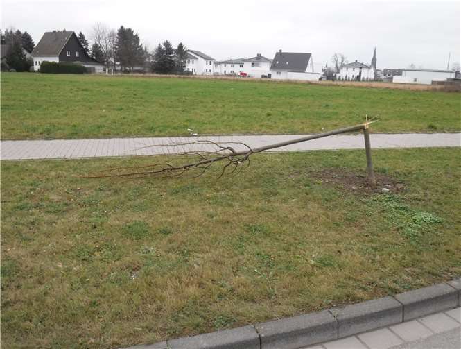 Wer kann Hinweise zu den absichtlichen Beschädigungen der Bäume geben? privat