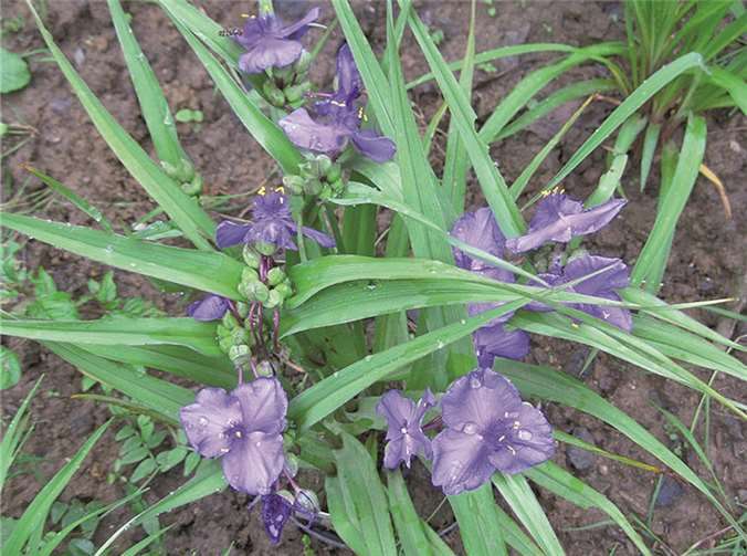 Wer kennt den Namen der Blume?UJ