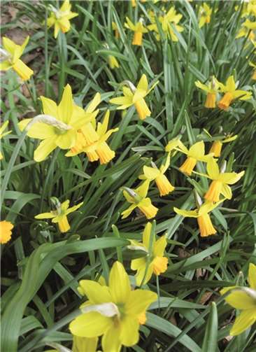 Wer kennt den Namen dieser Blume?Ulrich Junker