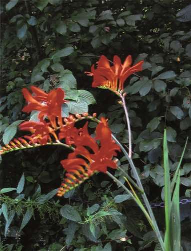 Wer kennt den Namen dieser Blume?Ulrich Junker