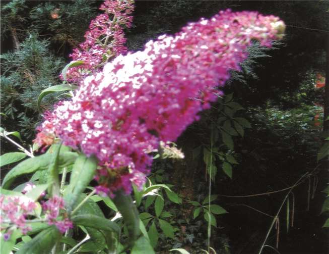 Wer kennt den Namen dieser Blume?Ulrich Junker