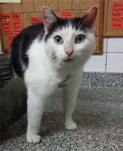 Wer kennt den schönen Kater? privat