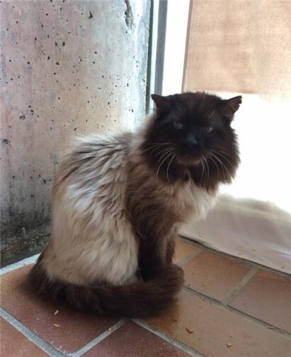 Wer kennt den schönen Rupert. Quelle:Tierheim Mayen