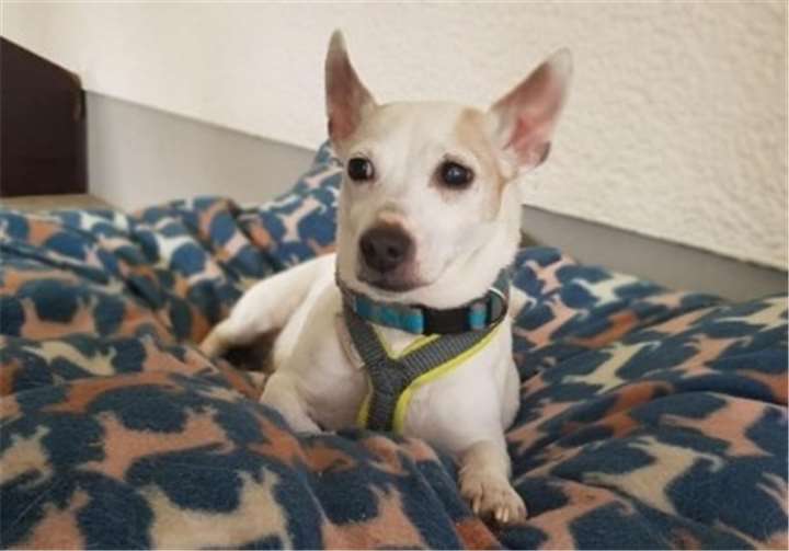 Wer kennt diese Hündin? Bitte beim Tierheim Mayen melden.