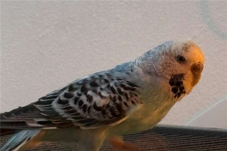 Wer kennt diesen Wellensittich? Fotos: privat