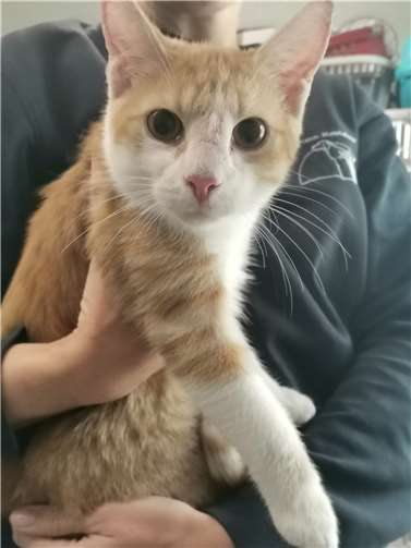 Wer kennt dieses liebe Katerchen?