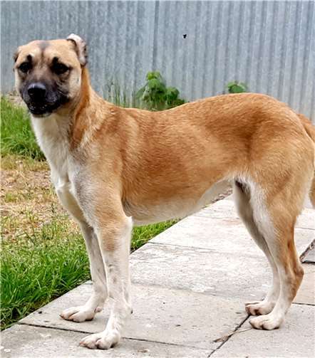 Wer mag der Hündin Annie besuchen oder ihr gar ein neues Zuhause geben. Foto: Tierheim u. Tierschutzverein Kreis Ahrweiler e.V.