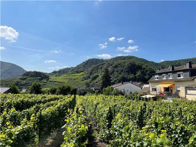 Wer möchte in den Weinbergen an der Ahr mit anpacken? Foto: ROB