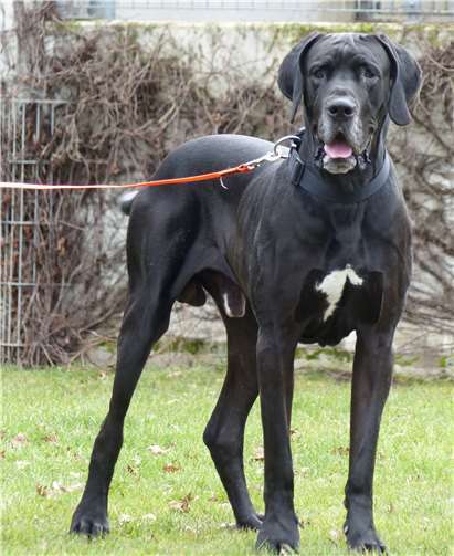 Wer nimmt Lucky nach seiner Reise quer durchs Land mit nach Hause?privat