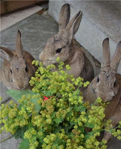 Wer seine Kaninchen mit frischen, natürlichen Wildkräutern füttert, sorgt so für eine artgerechte Ernährung der Tiere. Foto: Tierschutz Siebengebirge