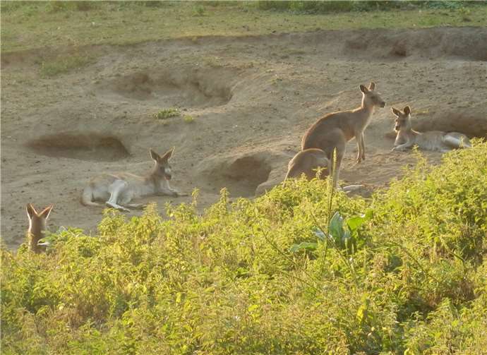 Wer sich fragt wie Kängurus schlafen, findet die Antwort bei einer Abendführung.