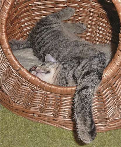 Wer sucht einen umgänglichen, relaxten Mitbewohner?privat