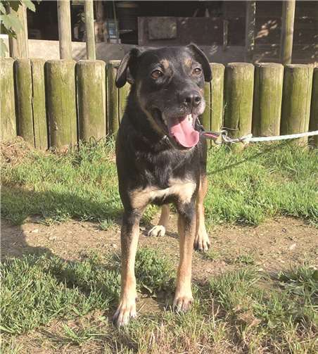 Wer traut sich Duggy`s Temperament in die richtigen Bahnen zu lenken?privat