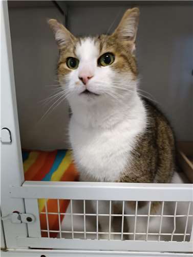 Tierheim Andernach bittet um Hilfe Wer vermisst diesen Kater. Foto: privat