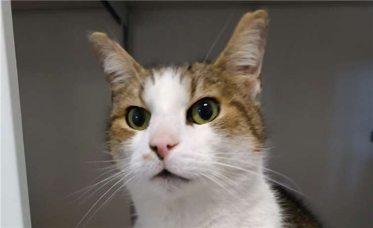 Wer vermisst diesen Kater.Foto: privat