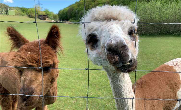Wer zur Zeit schnurstracks von Ramersbach nach Kesseling fährt, könnte zur Zeit auf ziemlich schräge Gestalten treffen. Dort, auf der linken Seite der Landstraße, warten frischgeschorene Alpakas auf Besucher. Und so schräg sind sie eigentlich gar nicht: Nur wenn Wanderer zu nah an das weiträumige und artgerechte Gehege kommen, nimmt die Neugierde der Vierbeiner Überhand und führt zu lustigen Gesichtsausdrücken wie diesem. Foto: ROB
