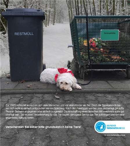 Werden Tiere zu Weihnachten unüberlegt verschenkt, landen sie später häufig im Tierheim oder werden im schlimmsten Fall sogar ausgesetzt. Foto: Deutscher Tierschutzbund e.V.