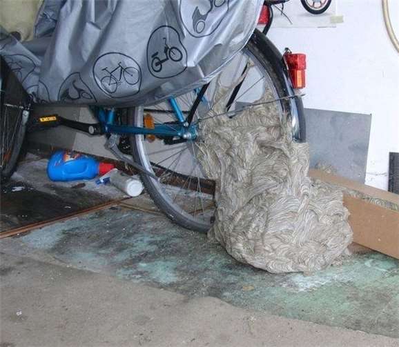 Wespennest in einer dunklen Garage. Privat