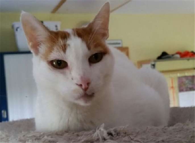 Wheasley ist ein sehr selbstbewusster Kater.Privat