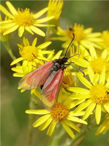 „Widderchen“. Foto: Michael Papenberg