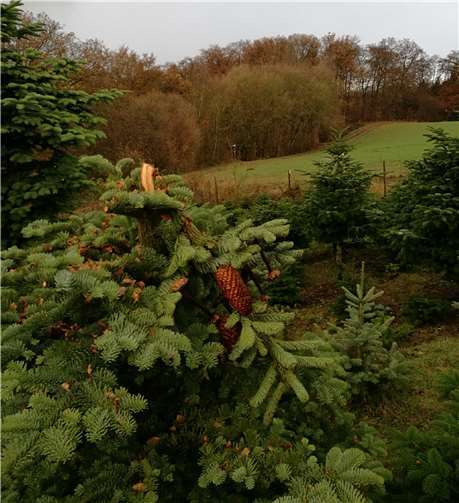Wie auf diesem Bild waren die Baumspitzen zerstört, sodass die Bäume in diesem Zustand nicht mehr verkäuflich sind. Foto: Gemeinde Nörtershausen