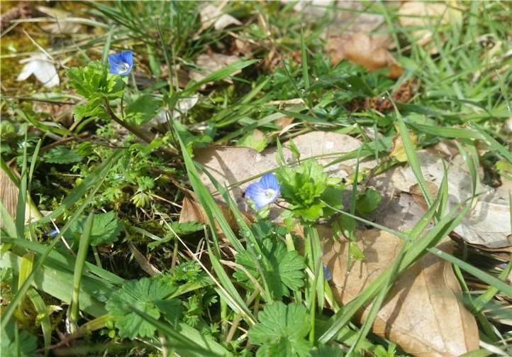 Wie aus dem Nichts blühen an geschützten warmen Stellen plötzlich Blumen auf. Die Schöpfung erneuert sich immer wieder selbst. Foto: Dorothea Müth-Abu Dhis