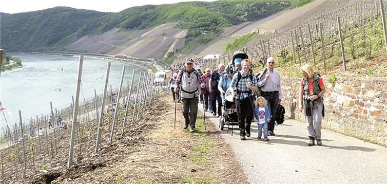 Wie ein langer Lindwurm zogen die Wanderer des Mittelrheinischen Weinfrühling durch die Weinberge entlang der Mosel. privat