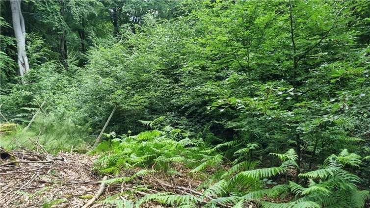 Wie eine Naturverjüngung aussehen kann, zeigt sich in diesem „Weisergatter“ – einer wilddicht umzäunten Fläche.  Foto: Stadt Bad Neuenahr-Ahrweiler