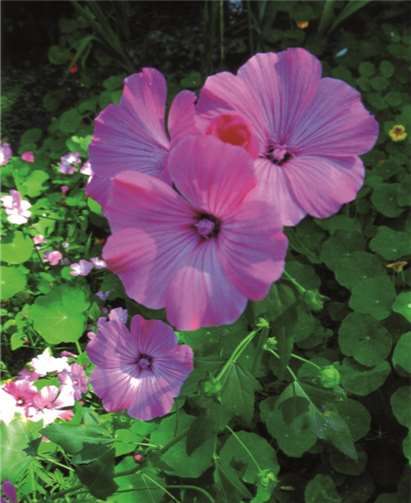 Wie heißt die Blume? Ulrich Junker