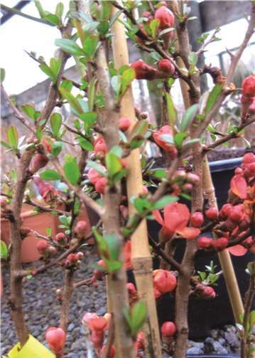 Wie heißt diese Blüte?Ulrich Junker