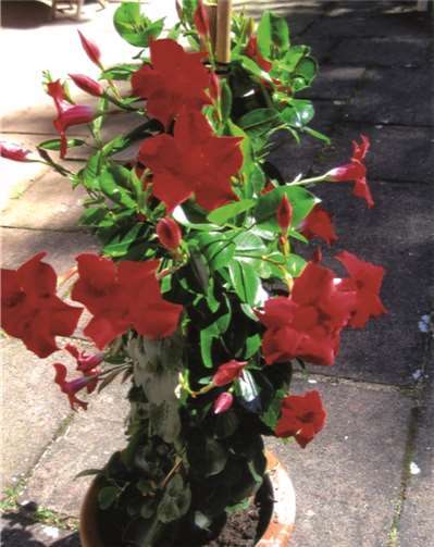 Wie heißt diese Blume?Ulrich Junker