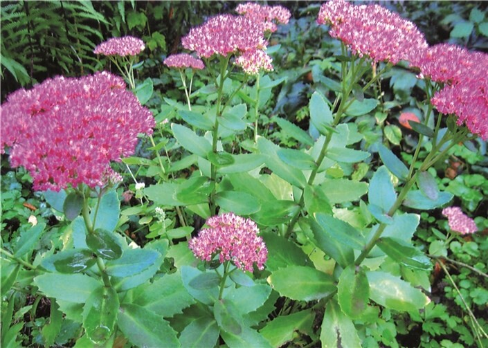 Wie heißt diese leuchtende Schönheit? Ulrich Junker