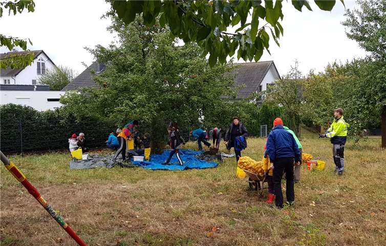 Wie in jedem Jahr wurde auch der diesjährige Herbst mit einer großen Apfelernte auf den Wolkener Streuobstwiesen eingeläutet.Foto: privat