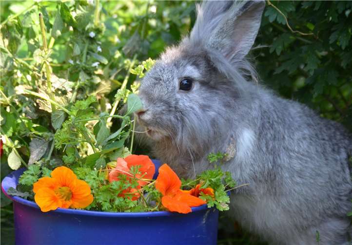 Wie man als Halter erste Symptome bei Darmproblematiken erkennt und wie man ihnen vorbeugt, lernen Interessierte auf der Informationsveranstaltung. Foto: privat
