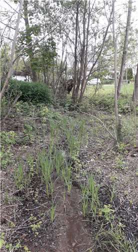 Wie sehr sich die Umwelt bereits zum Negativen verändert hat, ist nach wie vor am Versiegen des Anderbachs in Rübenach zu beobachten..Foto: privat