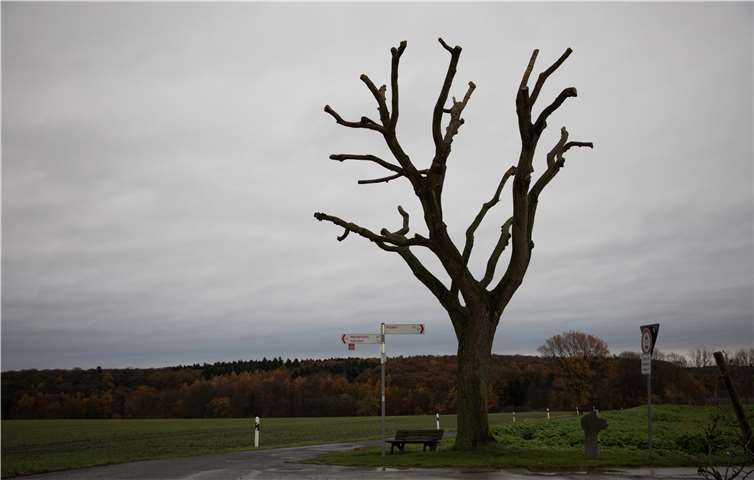 Wie tot ragten die Äste nach dem radikalen Rückschnitt traurig in den Himmel.CEW