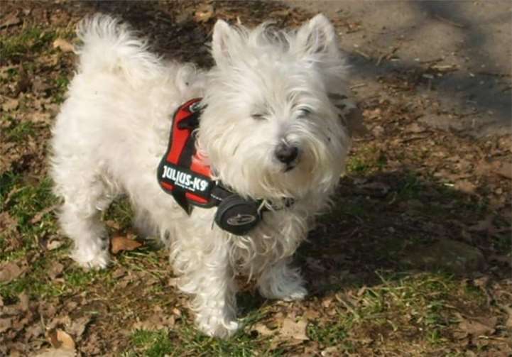Wieder wohlauf, der West - Highland Terrier - Malteser - Mischling Milow hatte viel Glück. Privat