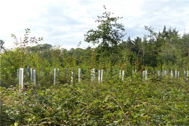 Wiederaufforstung nach einem Sturm in Remagen. Quelle: Grüne-Stadratsfraktion Remagen
