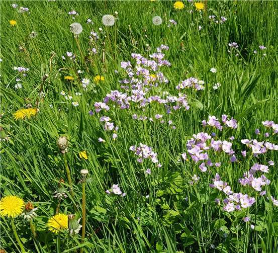 Wiesenschaumkraut und Löwenzahn auf Wiesenfläche.