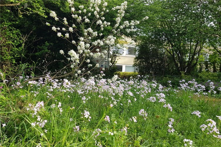 Wiesenschaumkraut und blühende Felsenbirne im Berkumer Schaugarten