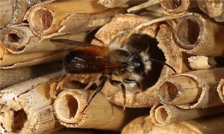 Wildbiene „Osmia bicornis“.Universität Trier