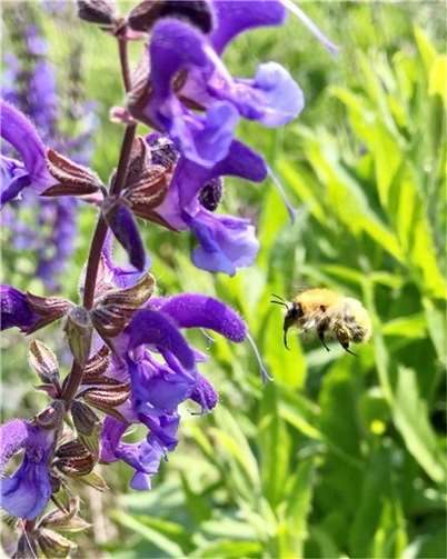 Wildbienen in Natur und Garten. Foto: Yvonne Müller/Stadt Mayen