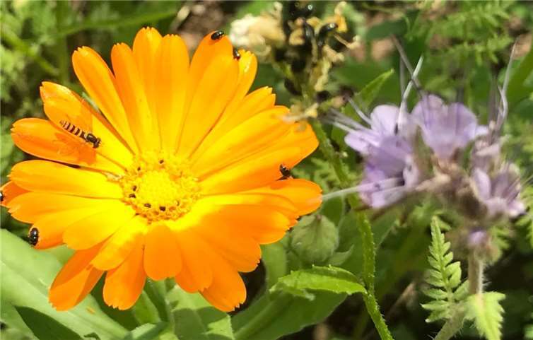 Wildblume 2 Monate nach Aussaat im April.privat