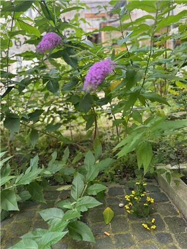 Wilder Sommerflieder.  Foto: privat