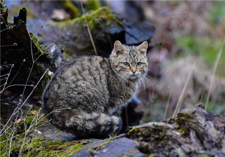 Wildkatzen leben zurückgezogen und versteckt, vor allem in urwüchsigen, naturnahen Wäldern.Foto: privat