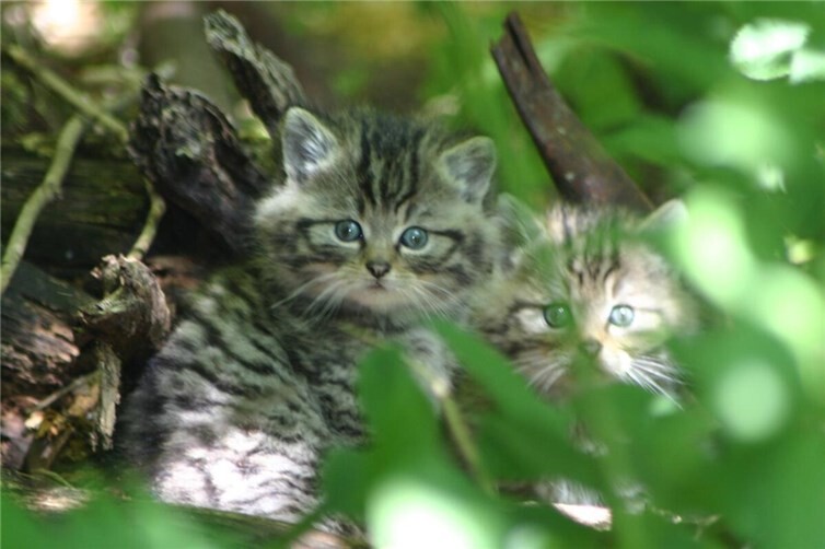 Wildkatzenbaby
